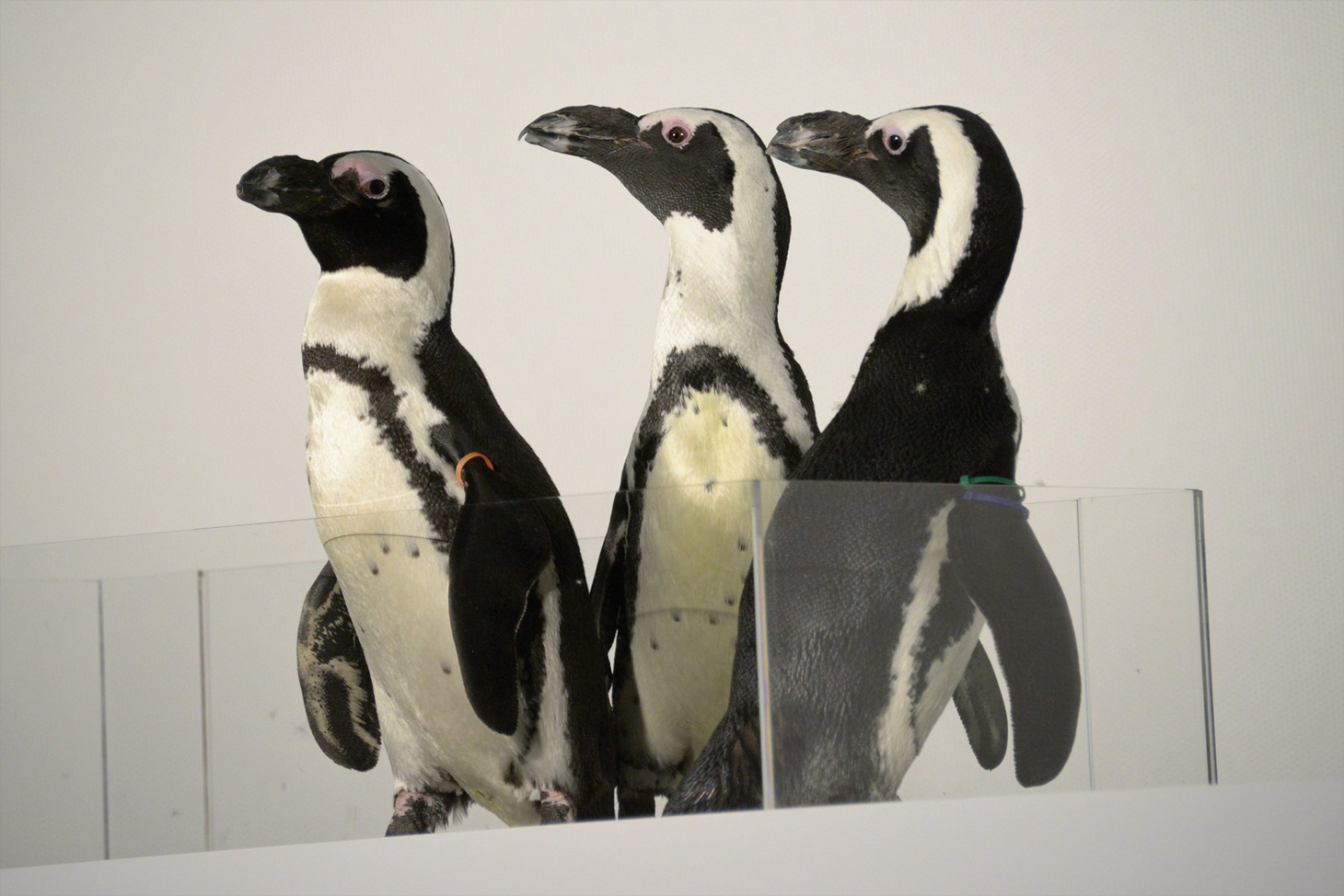 ステージに登場した3匹のケープペンギン。