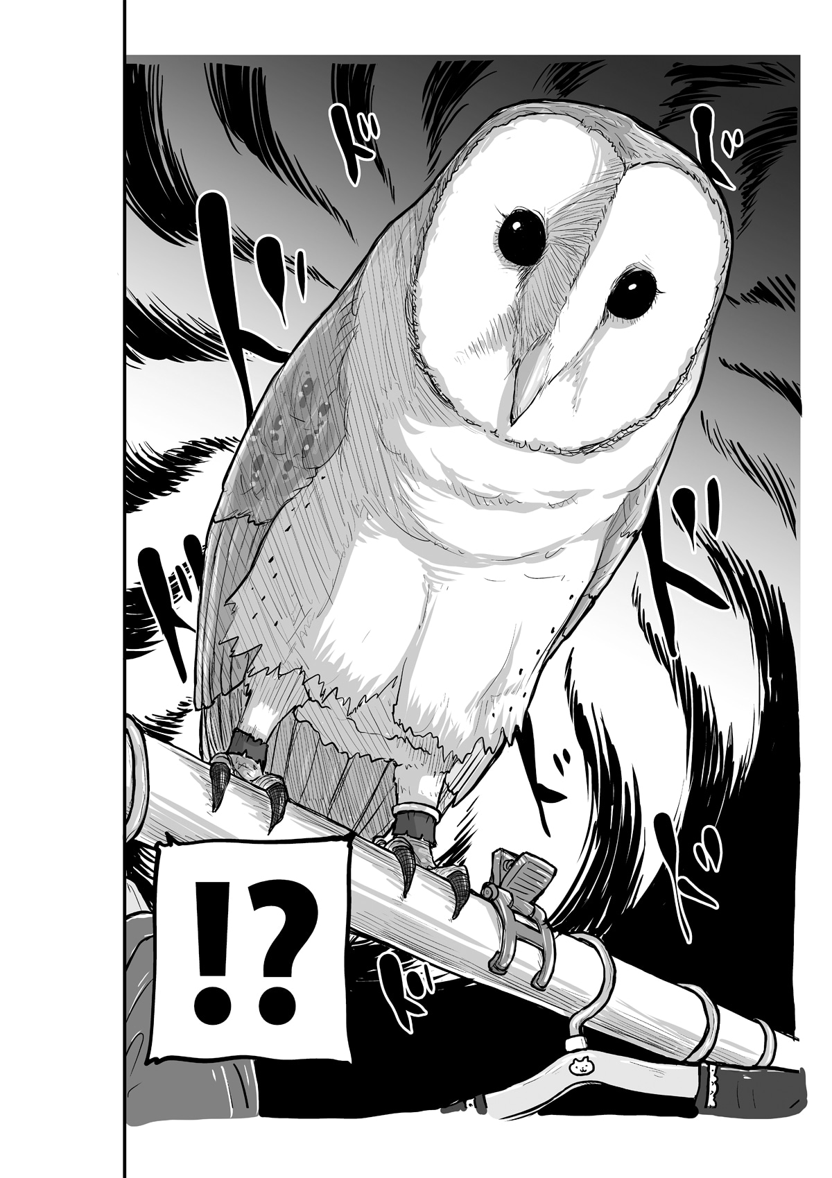 「美女と奇妙なメンフクロウ」より。