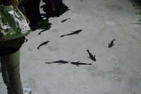 「未来のミライ」の“家”にフィーチャーしたプロジェクションマッピング。来場者の足元に反応し、魚が集まってくる。