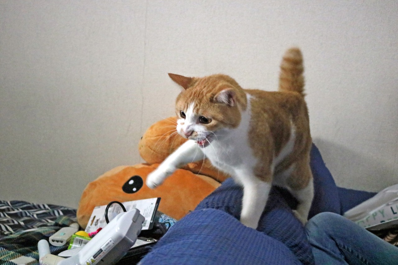 虎徹