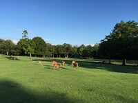 会場となる、奈良・春日大社境内にある飛火野。