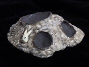 「月面珍味皿」