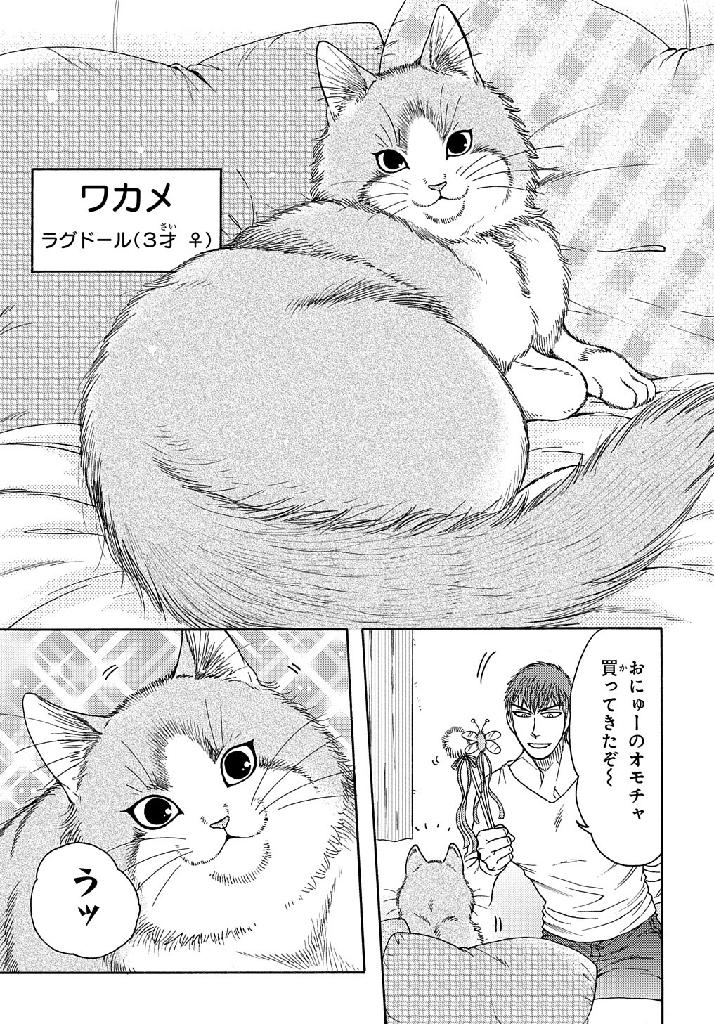 「世界ねこメンずかん」より。