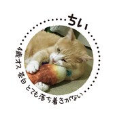 猫のちい。
