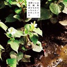 浅野いにお10年ぶり短編集「ばけものれっちゃん/きのこたけのこ」に13本収録