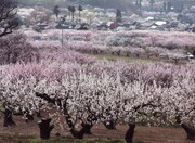ロケが行われる長野県の戸倉宿キティパーク。