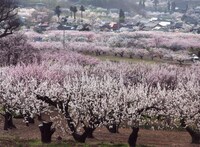 ロケが行われる長野県の戸倉宿キティパーク。