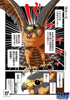 「だらけハヤブサとだらだら生活」より。