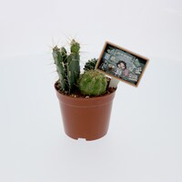 「紐倉研究所サボテン」