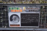 ホワイトタイガーの檻の前に掲出されている、板垣巴留による解説。