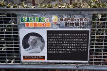 ホワイトタイガーの檻の前に掲出されている、板垣巴留による解説。