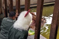 カバにエサをあげる板垣巴留。