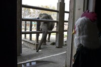 象にエサをあげた板垣巴留。