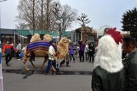 パレードのラクダを眺める板垣巴留。