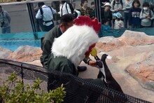 板垣巴留が被っているレゴムの被り物のくちばしに噛み付くペンギン。