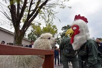 アルパカを見つめる板垣巴留。