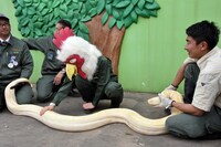 白ヘビの感触を確かめる板垣巴留。