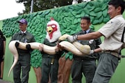 白ヘビを持ち上げる板垣巴留と、東武動物公園スタッフ。