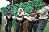 白ヘビを持ち上げる板垣巴留と、東武動物公園スタッフ。