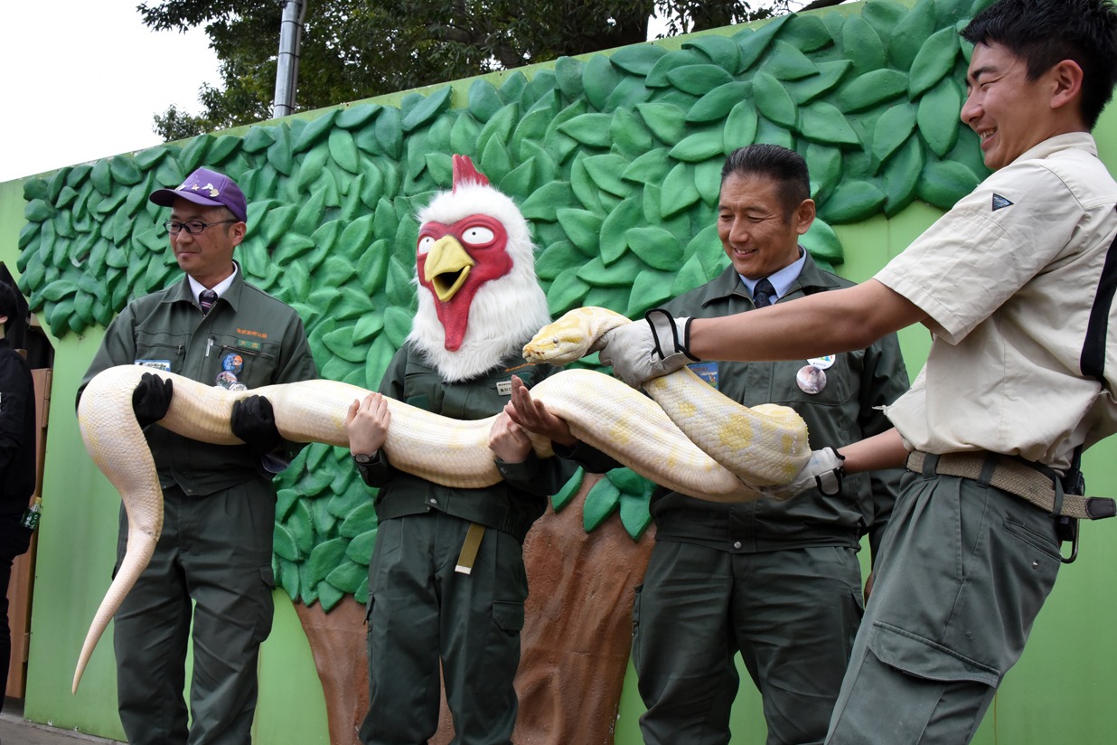 白ヘビを持ち上げる板垣巴留と、東武動物公園スタッフ。