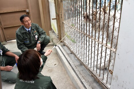 ホワイトタイガーにエサをあげる板垣巴留。