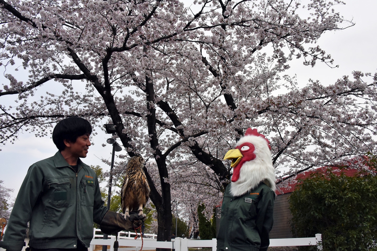 フクロウと見つめ合う板垣巴留。