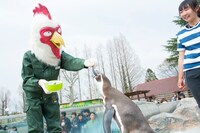 ペンギンにエサをあげる板垣巴留。（撮影：石川真魚）