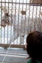 ホワイトタイガーにエサをあげる板垣巴留。（撮影：石川真魚）