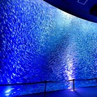 海獣の子供×名古屋港水族館、幻想的なマイワシのショーを久石譲の映画音楽に乗せて