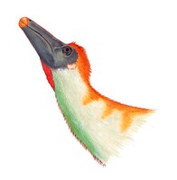 デイノケイルスの頭。