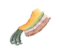 デイノケイルスの腕。