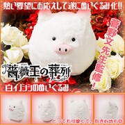 「『薔薇王の葬列』白イノシシのぬいぐるみ」告知ビジュアル