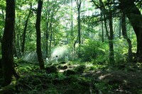 映画「約束のネバーランド」のビジュアル。