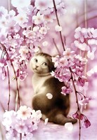 「村松誠 犬猫イラスト展」で展示されている原画の一部。