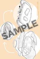 とらのあな特典