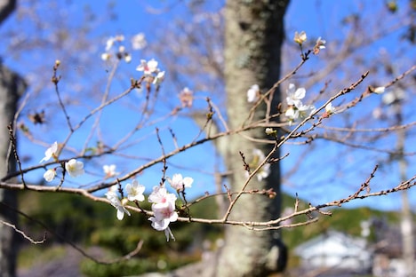 小原ふれあい公園の四季桜。
