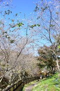 小原ふれあい公園の四季桜。