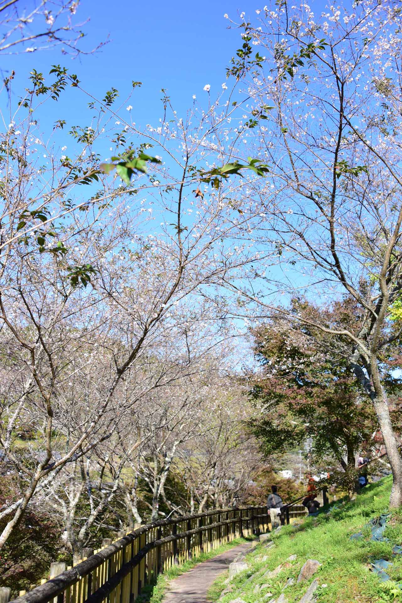 小原ふれあい公園の四季桜。