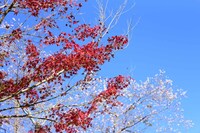 小原ふれあい公園の様子。