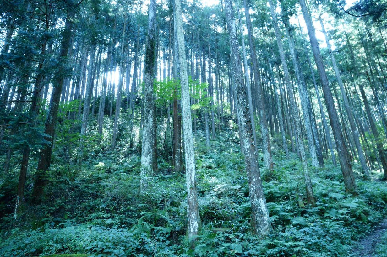 西川材