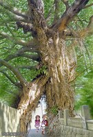 五島百景×ばらかもん コラボレーション「奈良尾神社のアコウの樹」(c)Satsuki Yoshino／SQUARE ENIX (c)Nizo Yamamoto／KAIEISHA