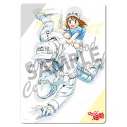 「はたらく細胞 下敷き 白血球（好中球）＆血小板」