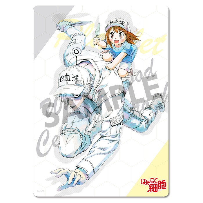 「はたらく細胞 下敷き 白血球（好中球）＆血小板」
