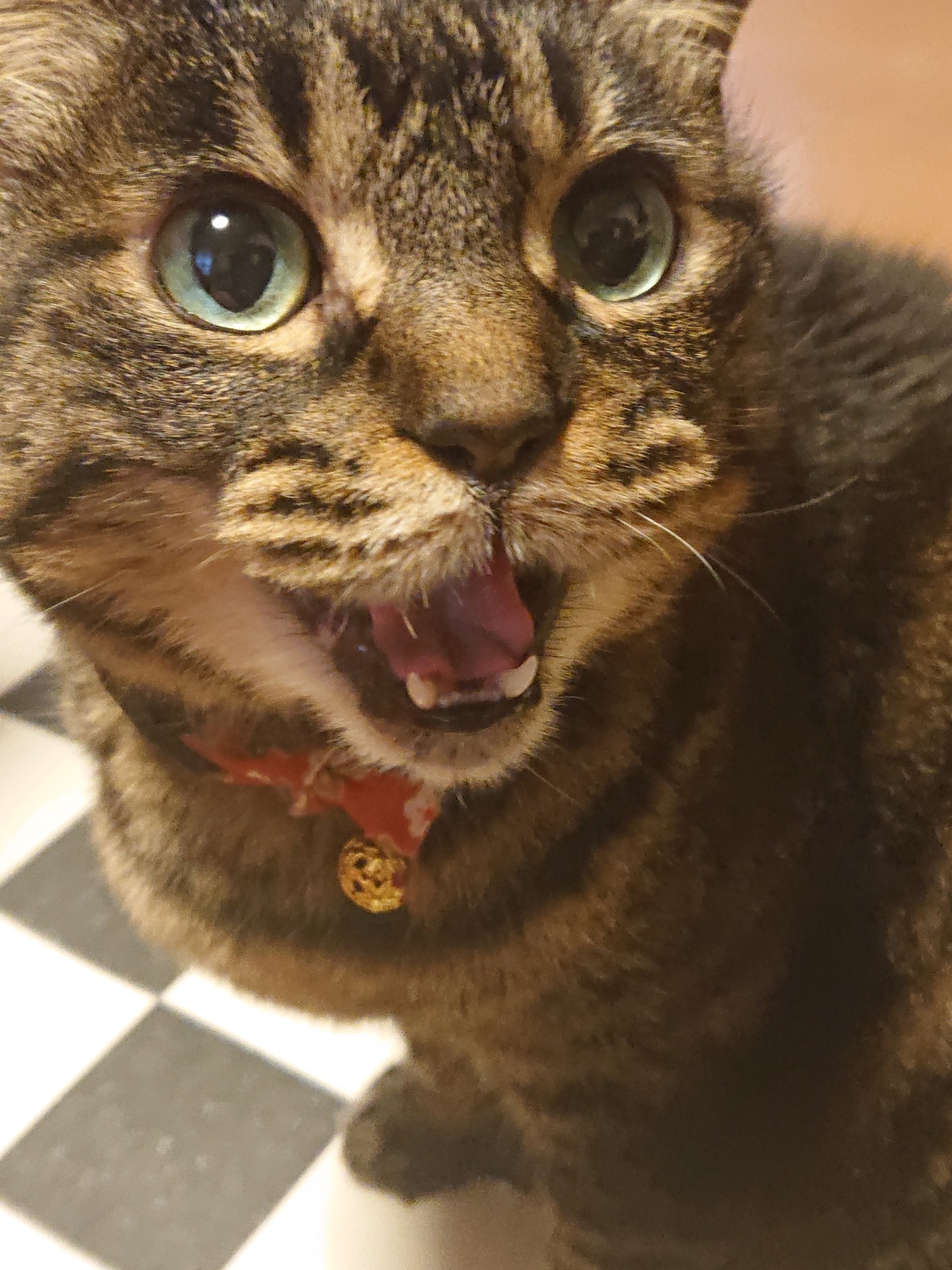 ルナ（♀）