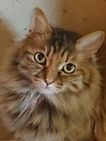 くぅちゃん（♀）