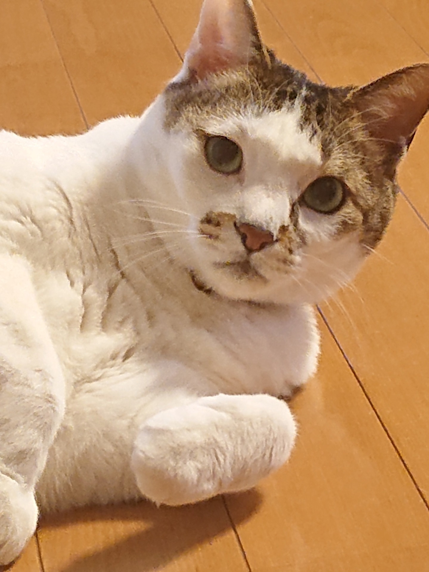 雷太（♂）