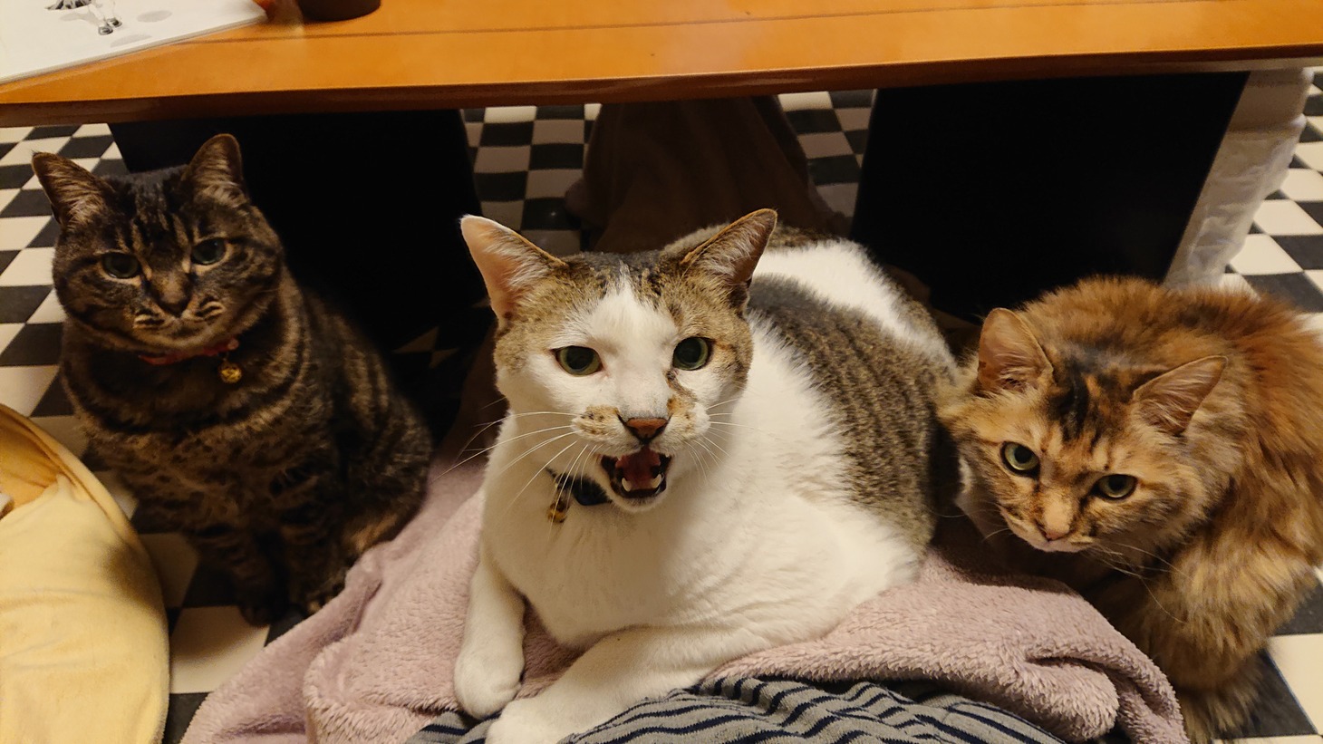 ルナ、雷太、くぅちゃん。