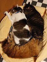 ルナ、雷太、くぅちゃん。