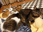 ルナ、雷太、くぅちゃん。