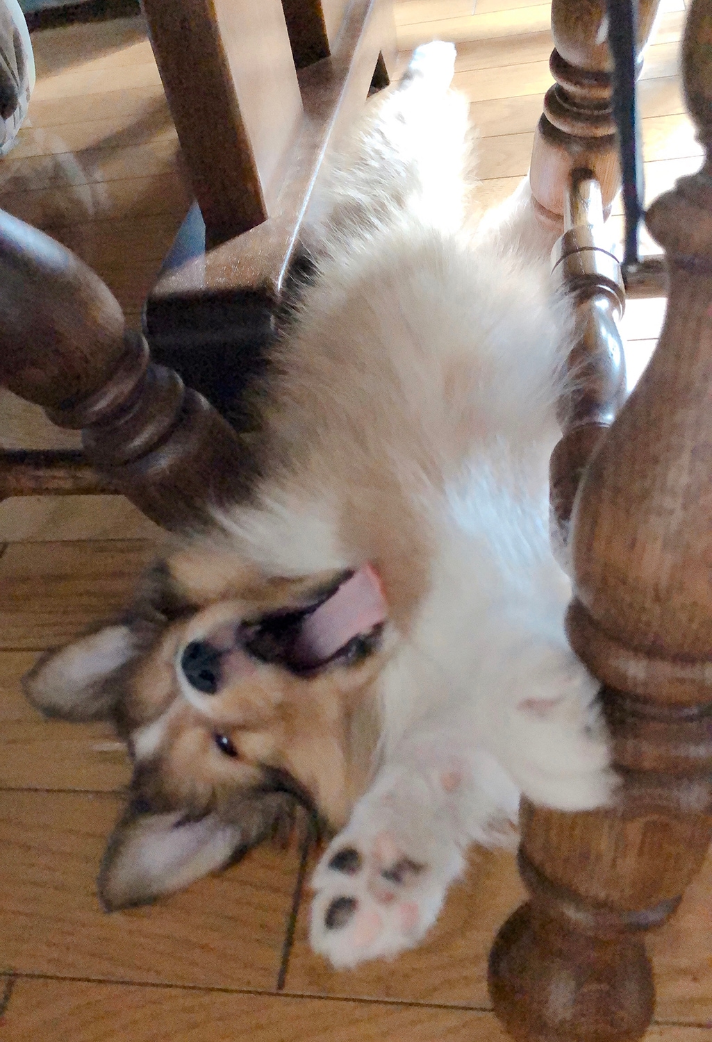 リラックスしているときのポーズ。